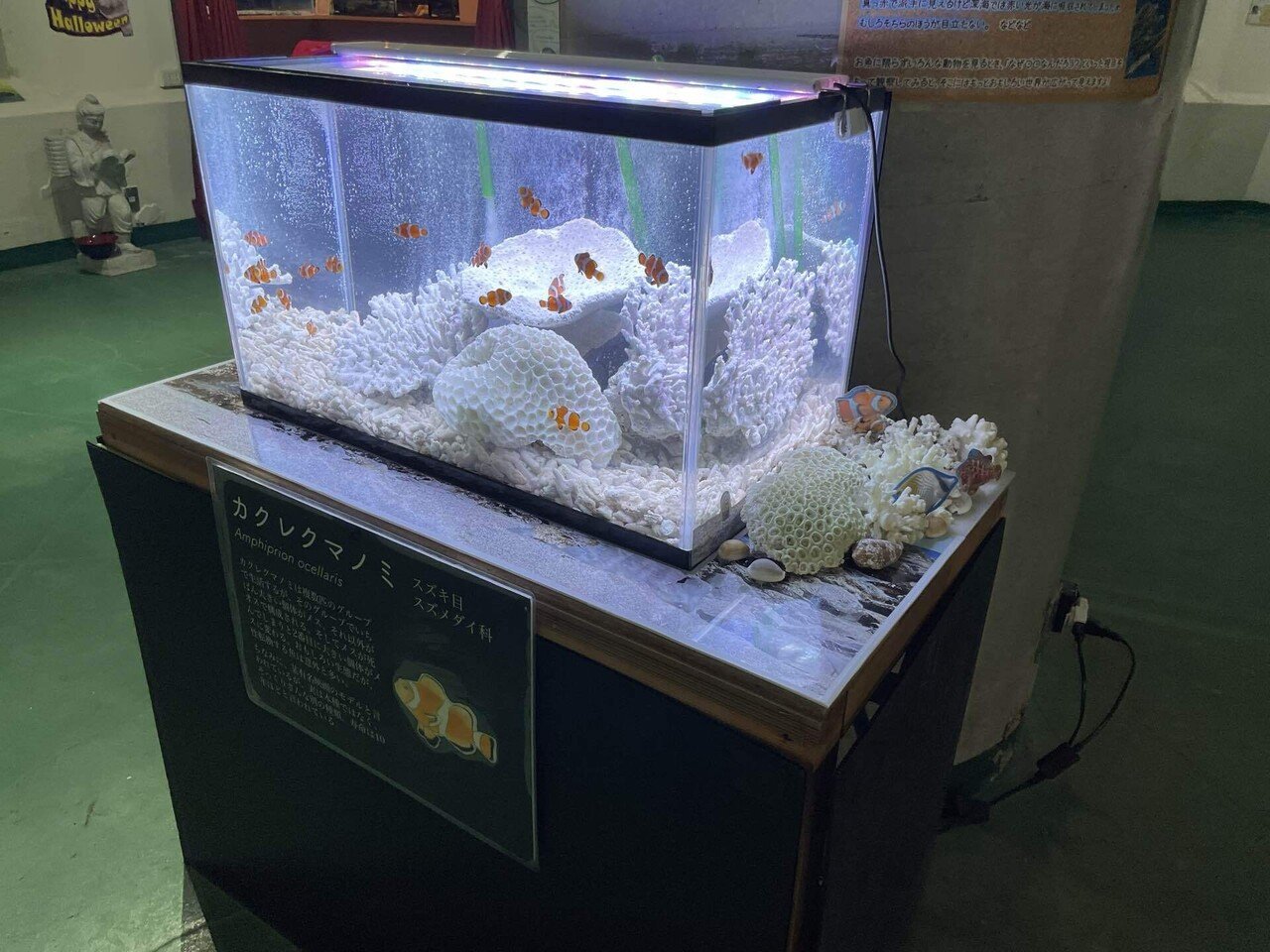 けいページ　取り置き中　カクレクマノミ　クマノミとチンアナゴ けい様専用ページ 取り置き中 カクレクマノミ クマノミとチンアナゴ