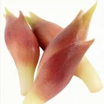 みょうが
