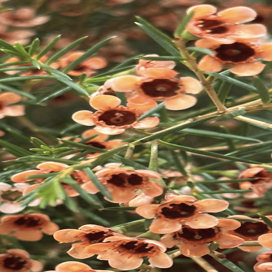 ワックスフラワー 『植物の秘密』シリーズ｜EGGSEED