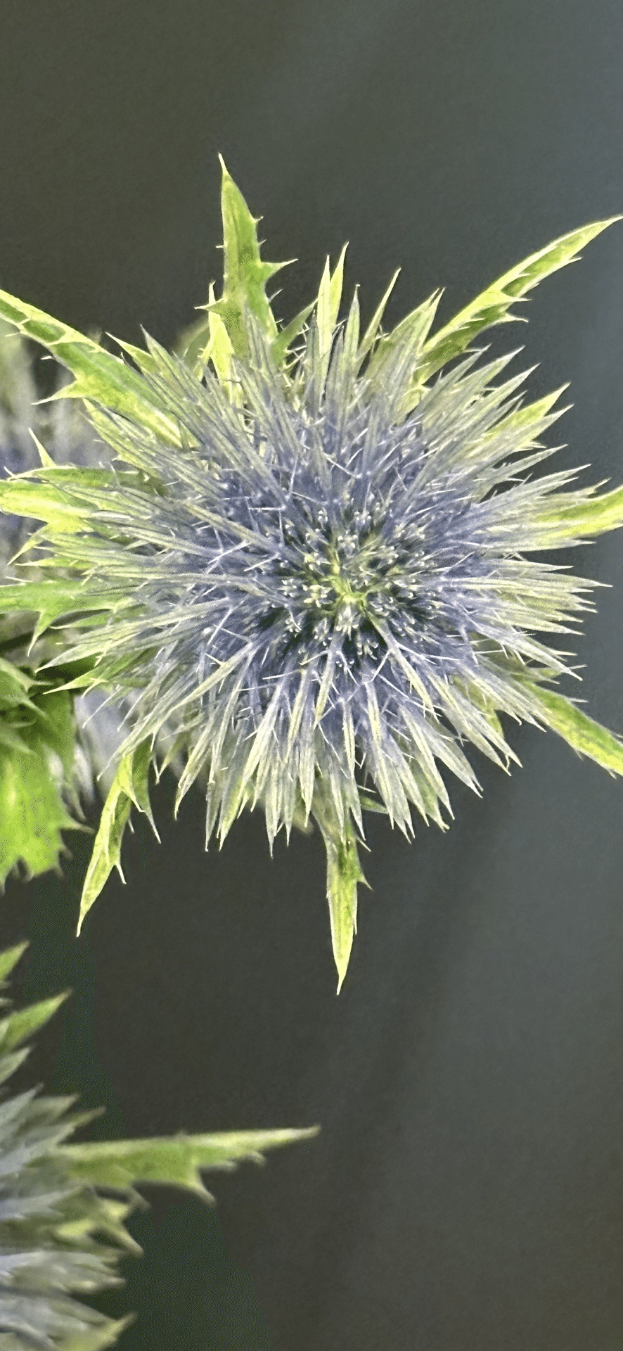 パンパスグラスとアナベルのブルーなフライングリース　エリンジウム　ルリタマアザミ パンパスグラスとアナベルのブルーなフライングリース