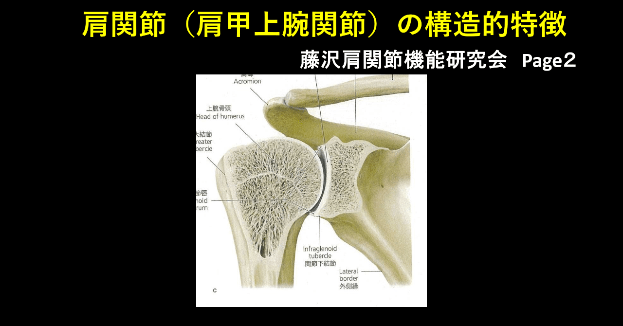 肩関節 肩甲上腕関節 の構造的特徴 肩関節機能研究会 郷間 Note