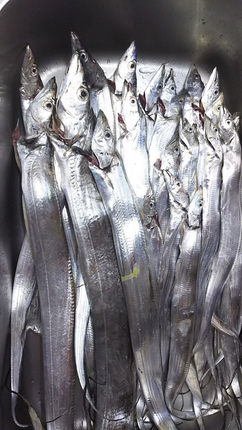 タチウオのウキ釣り しろいたち流 の仕掛けと あわせのコツ しろいたち Note タチウオのウキ釣り しろいたち流 の仕掛けと あわせのコツ しろいたち Note