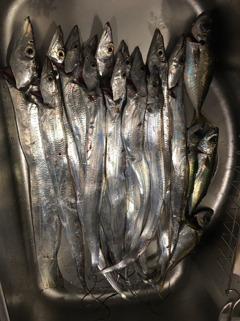タチウオのウキ釣り しろいたち流 の仕掛けと あわせのコツ しろいたち Note タチウオのウキ釣り しろいたち流 の仕掛けと あわせのコツ しろいたち Note
