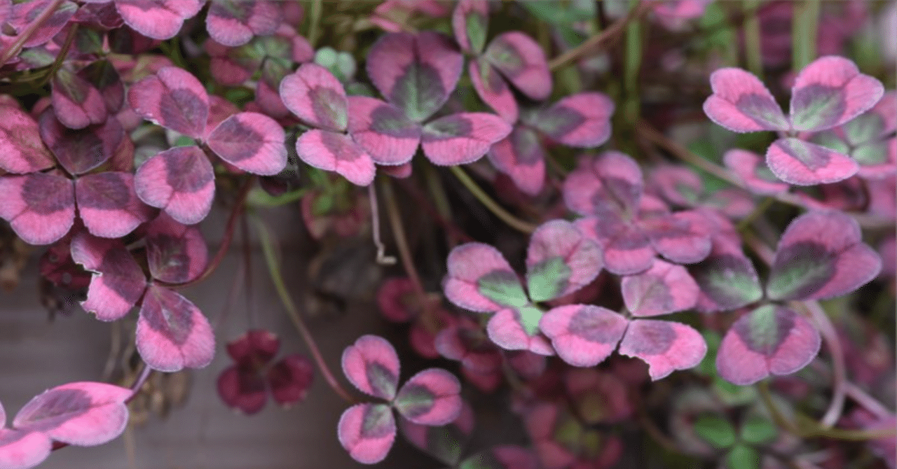 四つ葉のクローバー🍀🍀☘️☘️｜エリア晴れちゃん