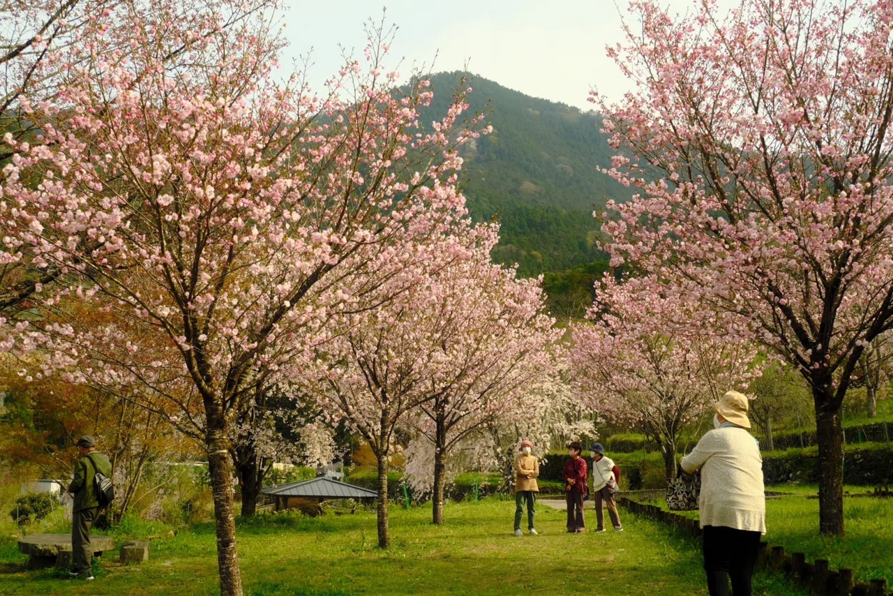 おうち診療所神山スタッフの日記】 桜の町神山で植えた記念の桜