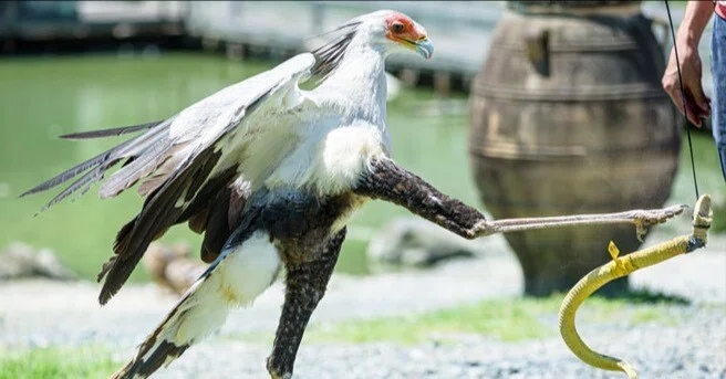 掛川花鳥園スタッフのゆるゆる自由研究 【ヘビクイワシのキック 
