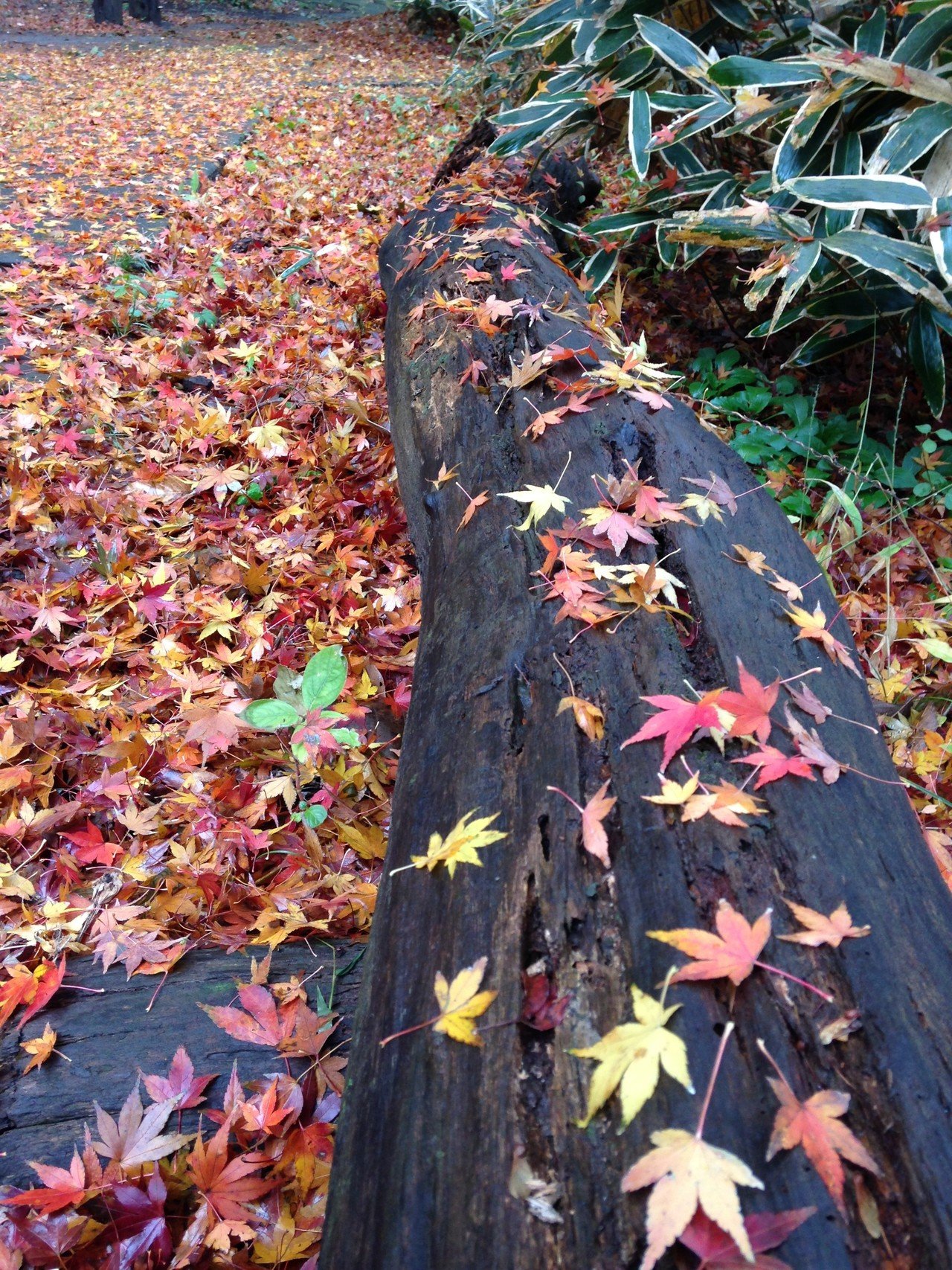 紅葉の錦 神のまにまに 石川真理子 Note 紅葉の錦 神のまにまに 石川真理子 Note