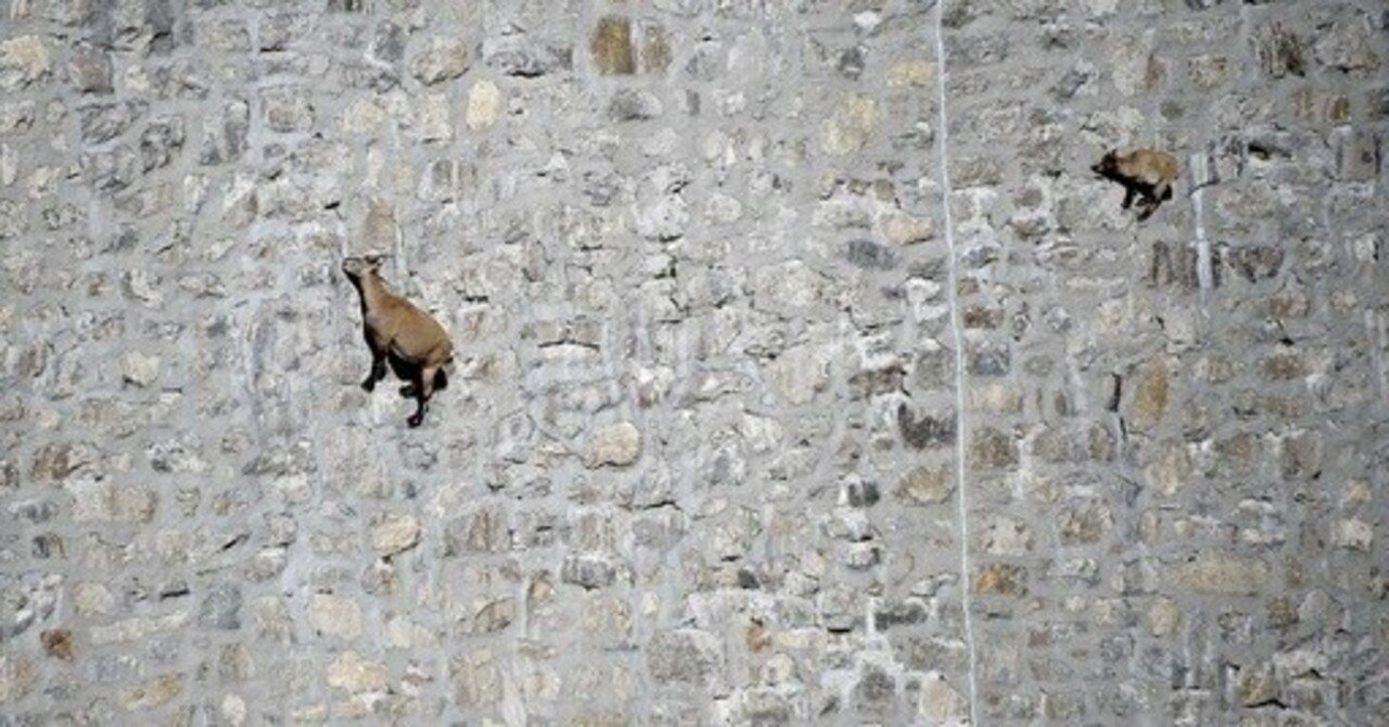 断崖絶壁のヤギ｜シゲチャビン