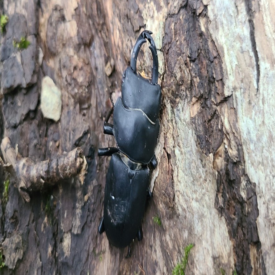 東京都 ヒメオオクワガタ採集記｜キヨタミ
