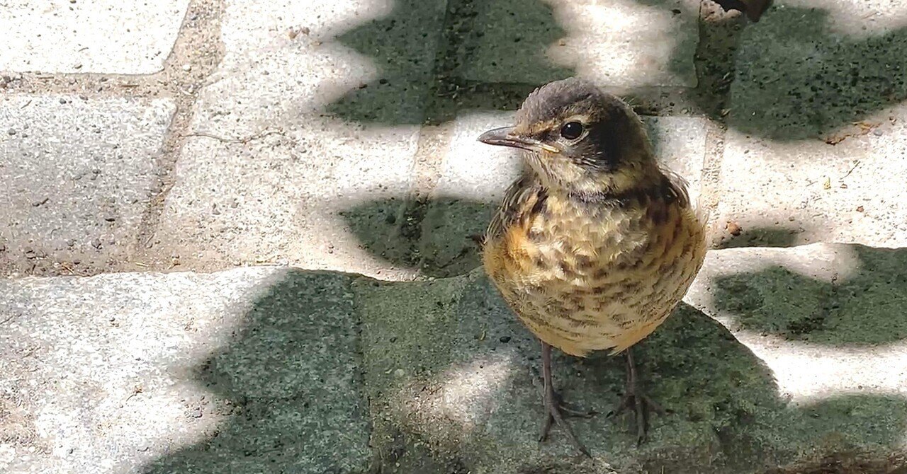 10/15の練習 practice log｜Tsuyoshi Niwa