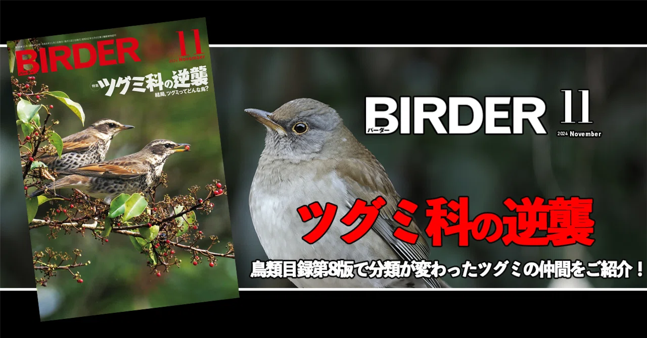 BIRDER11月号の見どころ｜ブンイチ（文一総合出版）