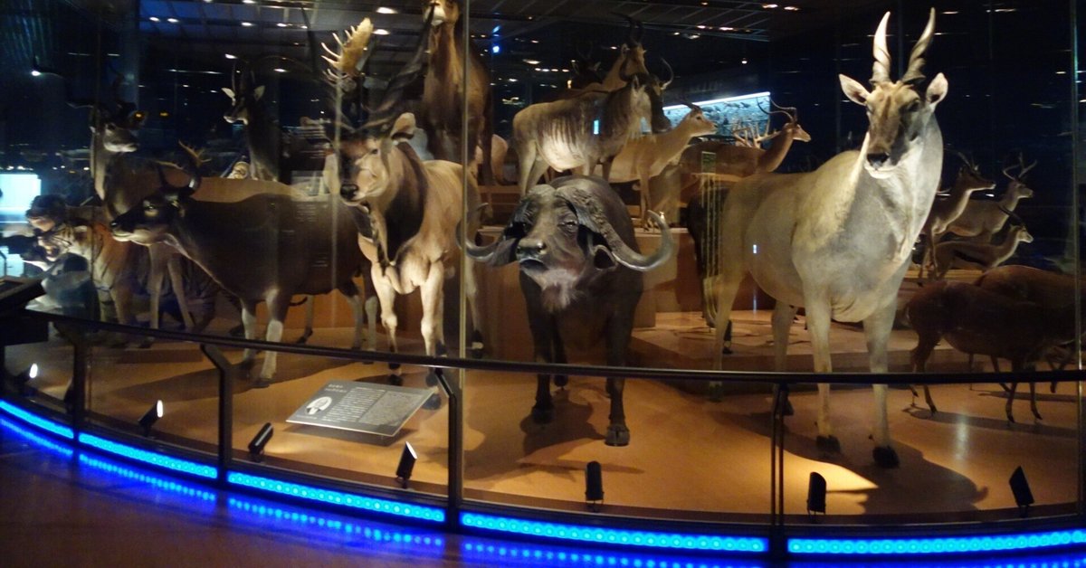 国立科学博物館でお子様ランチのち常設展。｜羊の時刻(荻サカエ)