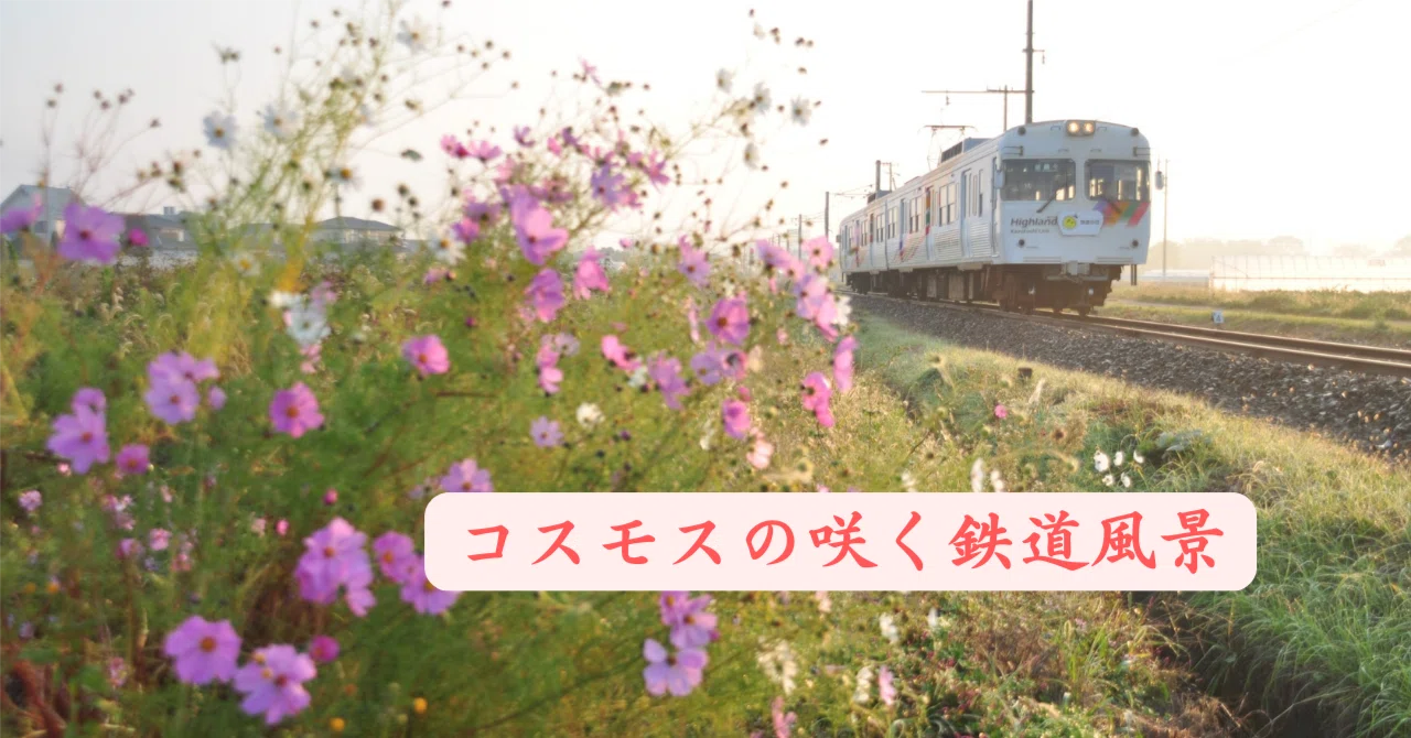 コスモスの咲く鉄道風景｜野田周作