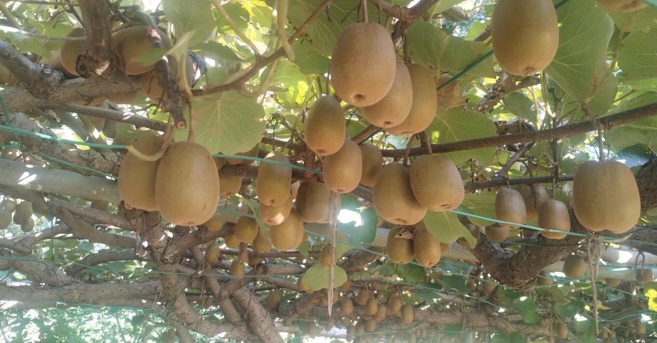 キウイ受粉用花粉 (精製済み) 篭る キウイ受粉用花粉 (精製済み) 篭る