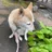 ツバえもんʕ⌯︎' ⁻̫ '⌯︎ʔ