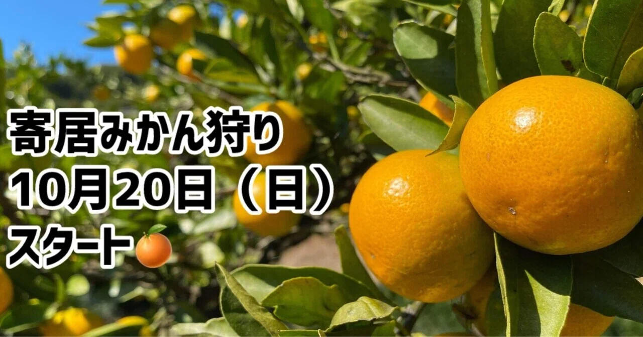 甘酸っぱくておいしい寄居のみかん狩りへ｜寄居まちづくりNOTE