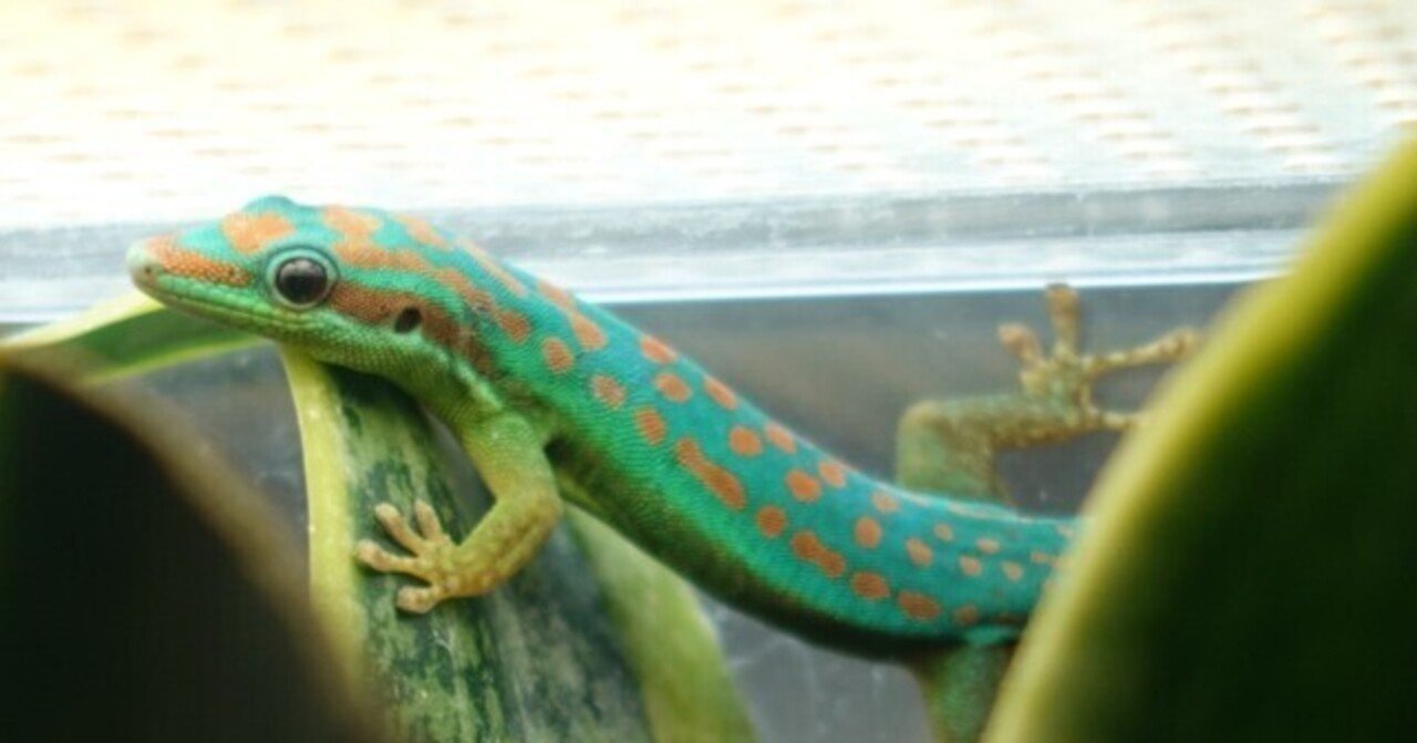 ヒルヤモリの飼育繁殖図鑑 day gecko Phelsuma，Lygodactylus