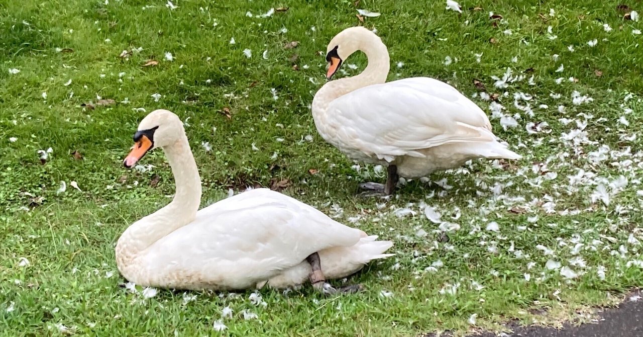 たぬき 希少 短歌一首】 庭園の人に馴れたる白鳥に触（ふ）るな寄るなの神気 和書