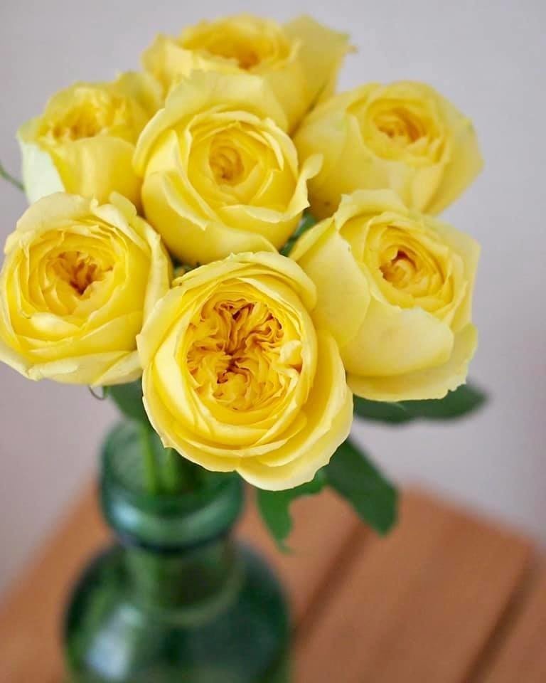 先日チャンスフラワーを使って高校で授業をさせてもらったのですが まずはチャンスフラワーとはなんぞや という話を 石動力 花オジサン の Hanane Note Note