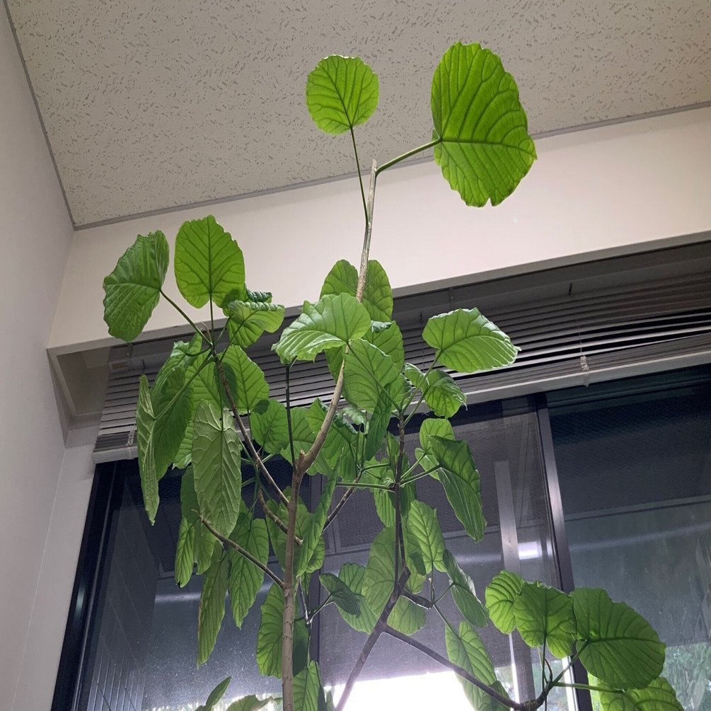 フィカス・ウンベラータの剪定：2024年10月18日（金）｜藤井秀昭