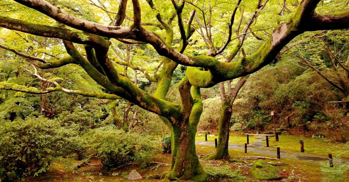 現代日本文学大系 43 |本 | 通販 | Amazon
