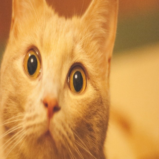 コスパおばけ】①電子辞書 2024年に価格がバグってるアイテム