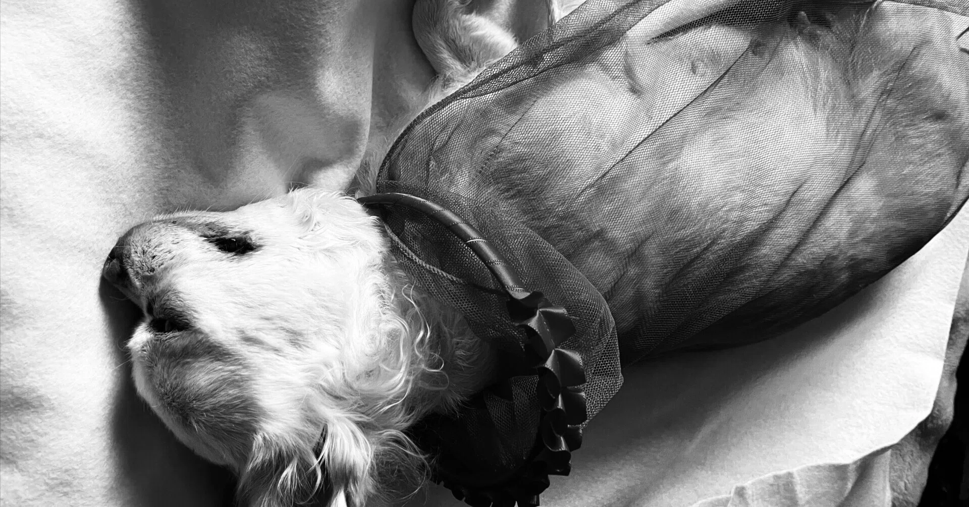犬 子宮 蓄膿症 手術 後 死亡