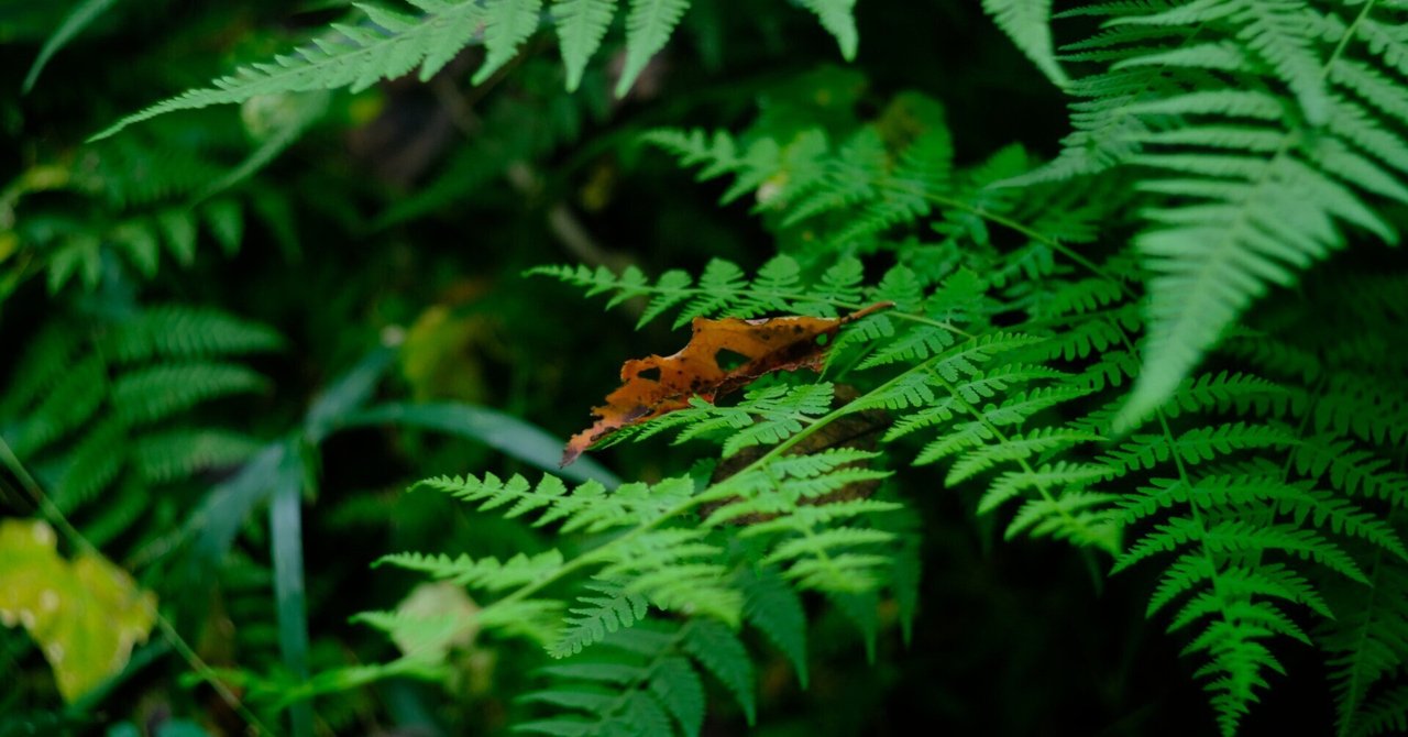 オールドレンズ作例：Canon 50mm F1.8 L39｜あき＠写真好きYouTuber