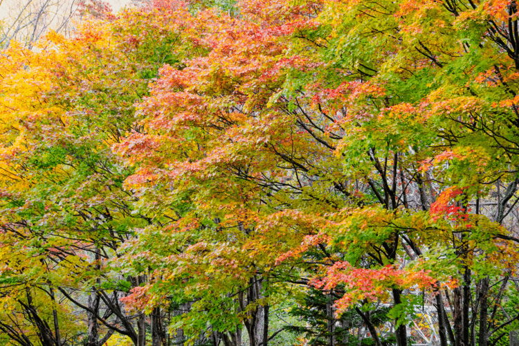 特別価格**「紅葉は、過去を美しく手放し、未来への扉を静かに開く力」大品盆栽 中古 KAWASAKI カワサキ Ninja ZX−25R SE 2021 は