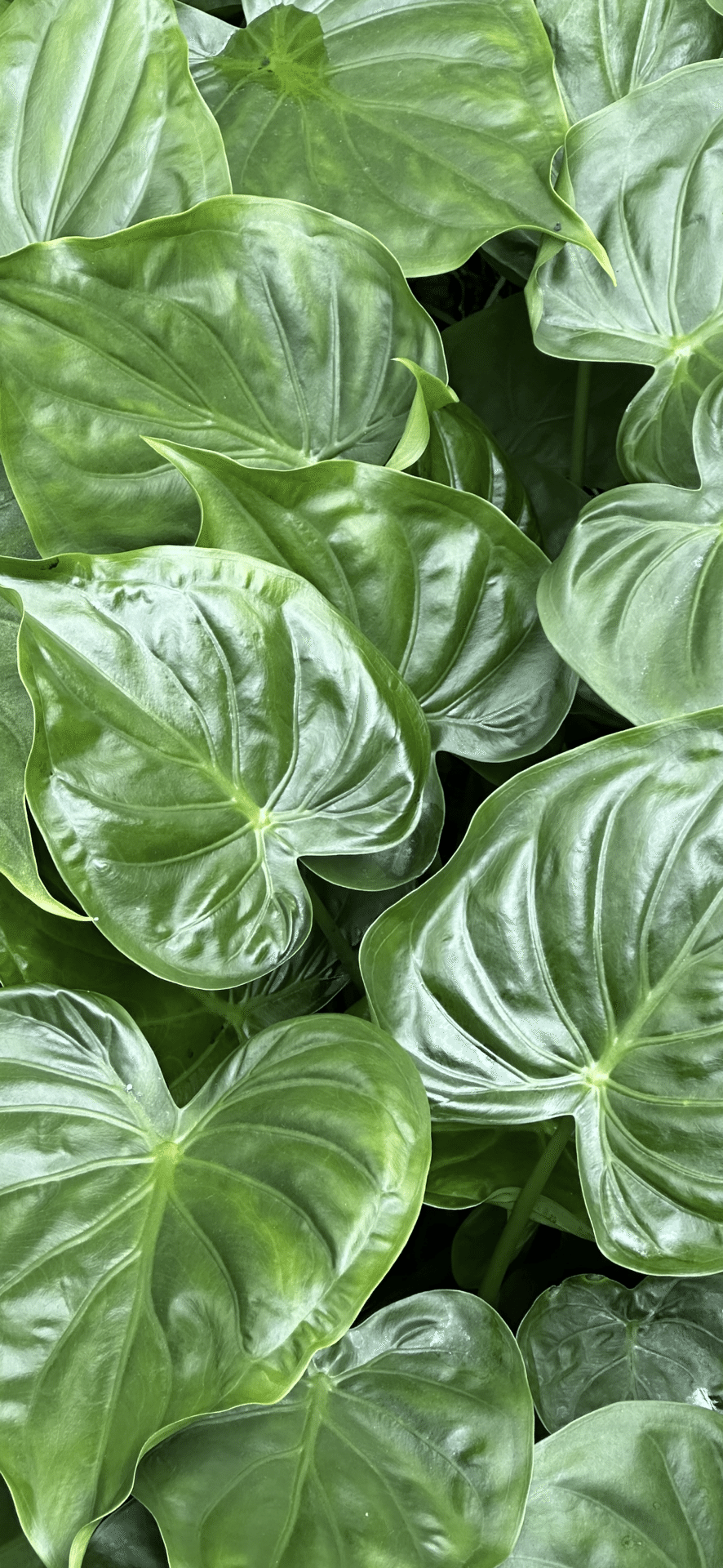 観葉植物 芋科 backend=imagemagick;version=1;