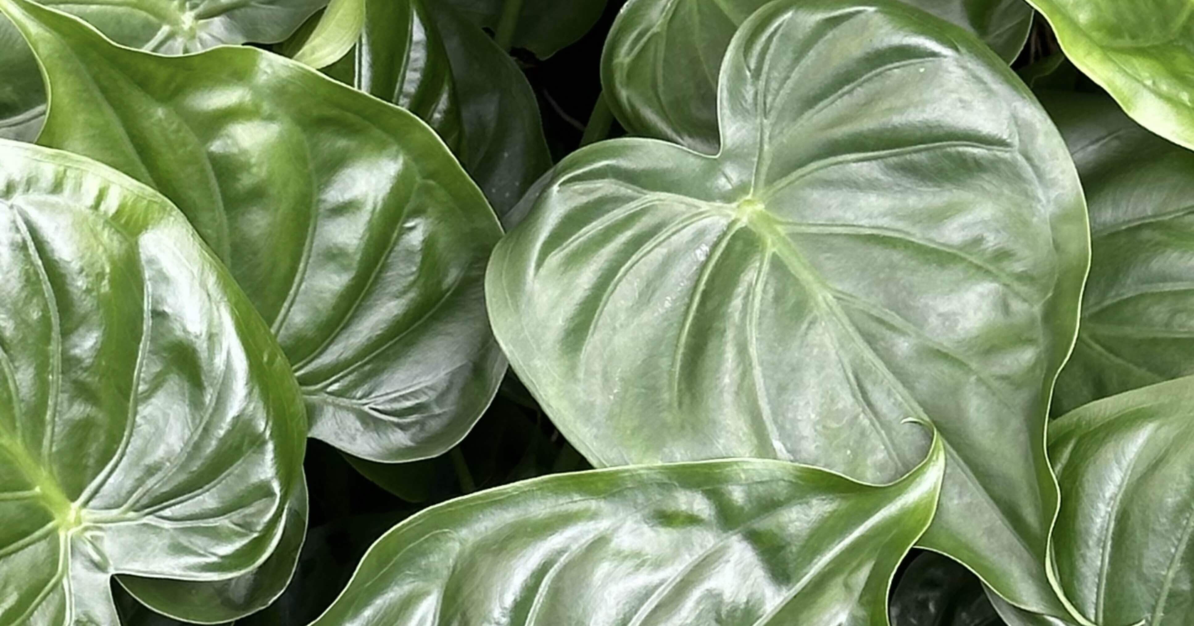 6267e30958ac0848a2cd4b2ffb4259