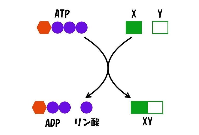 001_ATPの共役反応