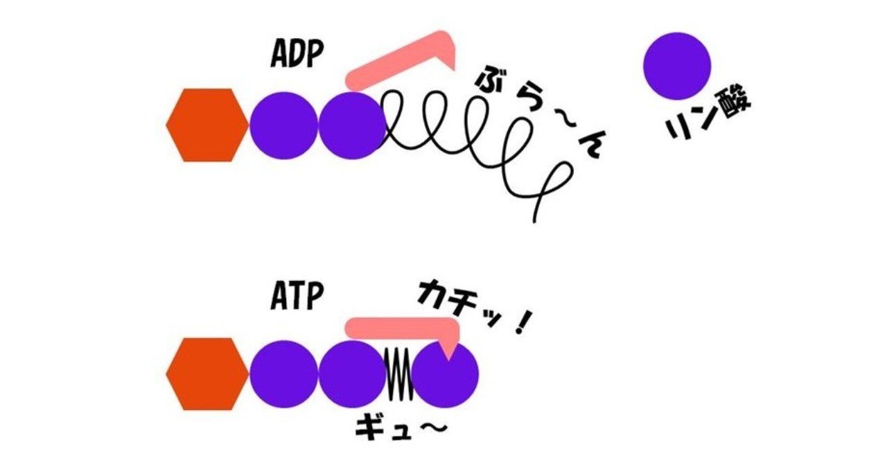 ATPが生命のエネルギーの通貨とか意味が分からん！と思っているあなたへ｜はなさん@生物のしくみを解説