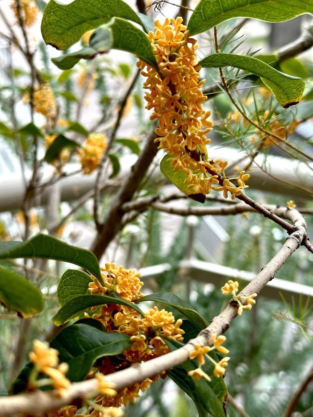 珍しい花、上品な香 ギンコウボク 苗