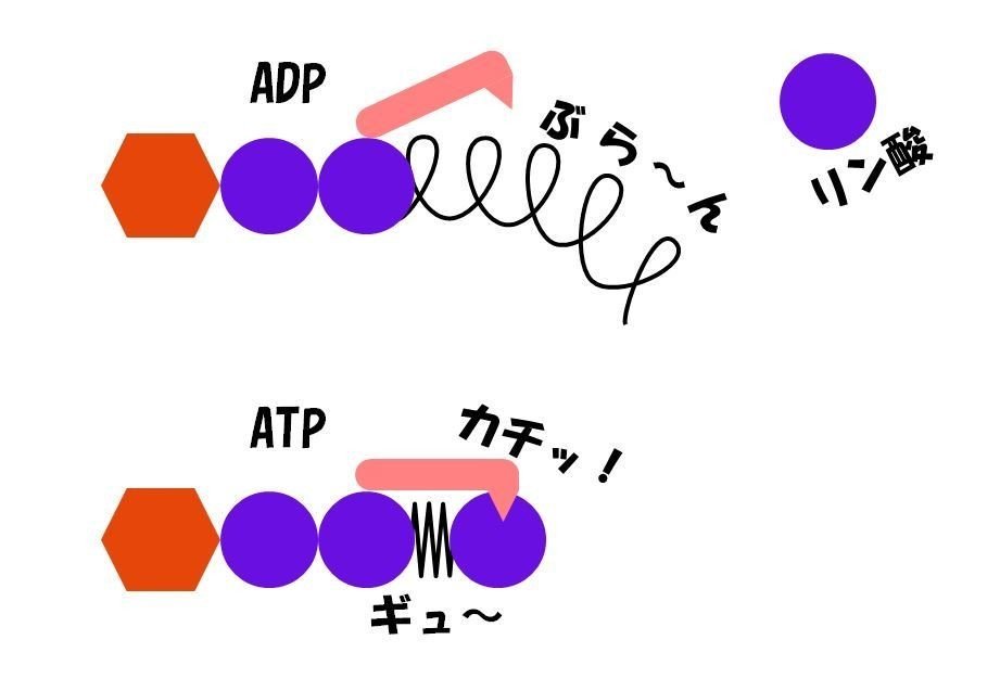 002_ATPバネ