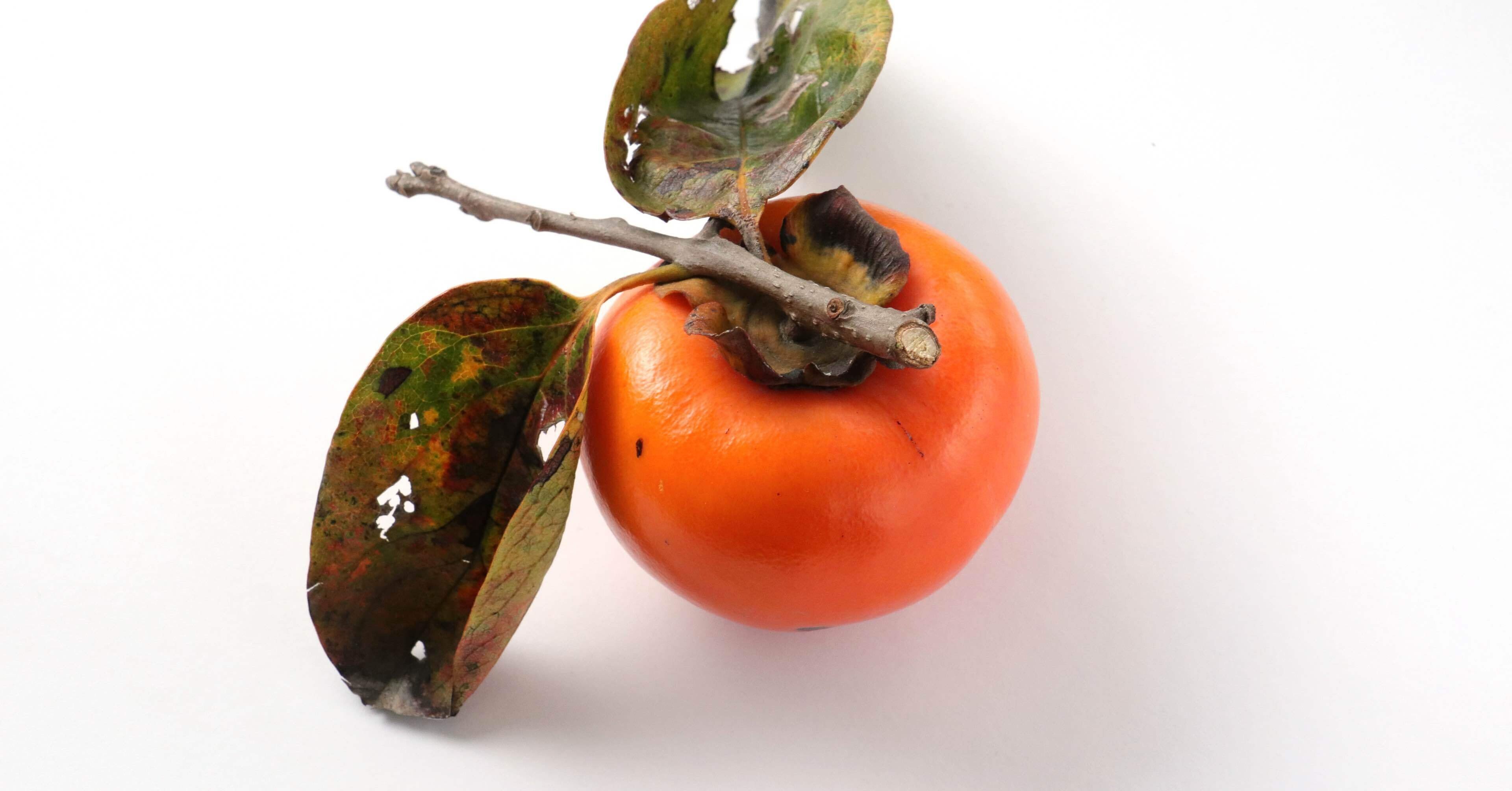 柿（かき）/Kaki, Oriental persimmon/Diospyros kaki｜Kusamakura