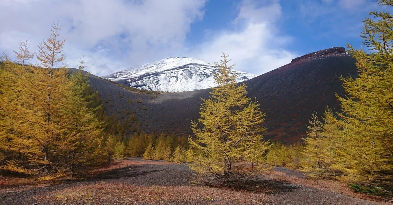 ラジオ原稿】富士山自然図鑑②「カラマツの生存戦略」※無料｜岩崎 仁