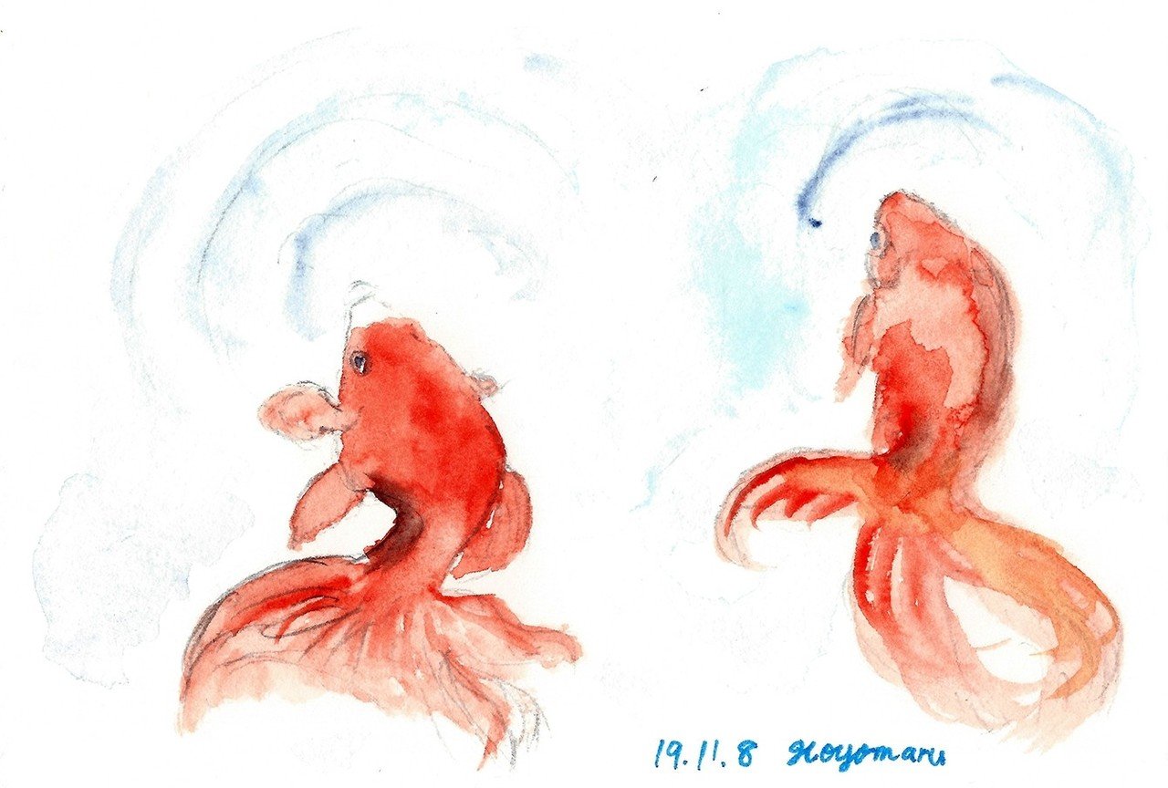 金魚 Hoyomaru Note 金魚 Hoyomaru Note