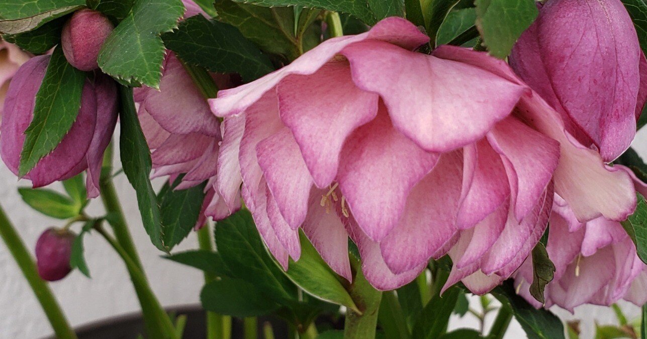 ミヨシの八重咲きクリスマスローズ 株分け奮闘記｜りっか@あれこれ園芸記録