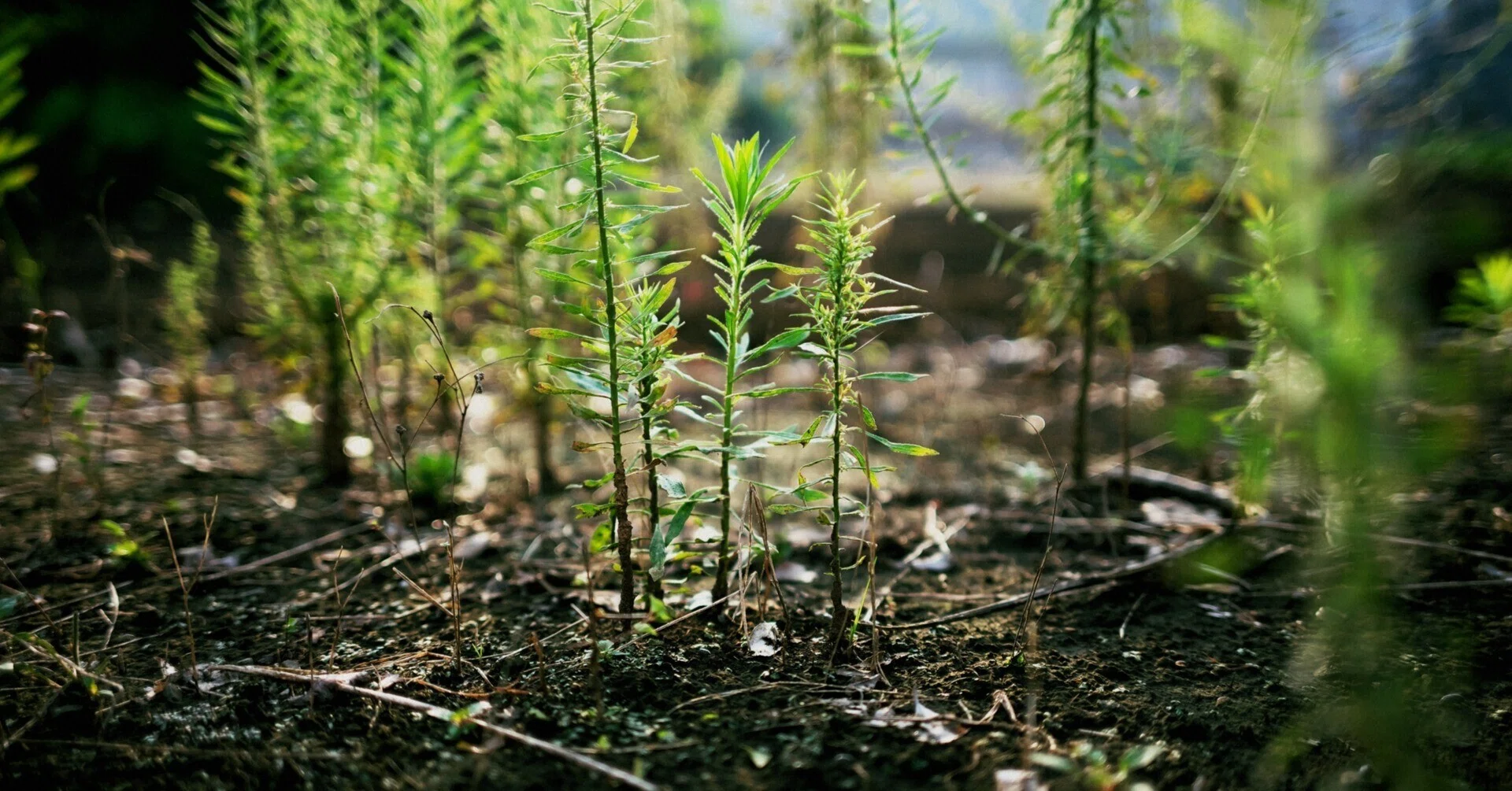よっしー＊写真の★印は半額対象品♪ NATURE 2枚 記録と記憶。(Loxia 2/35 + Nikon Zf)｜篠山吉信(きっちん篠山) | 写真