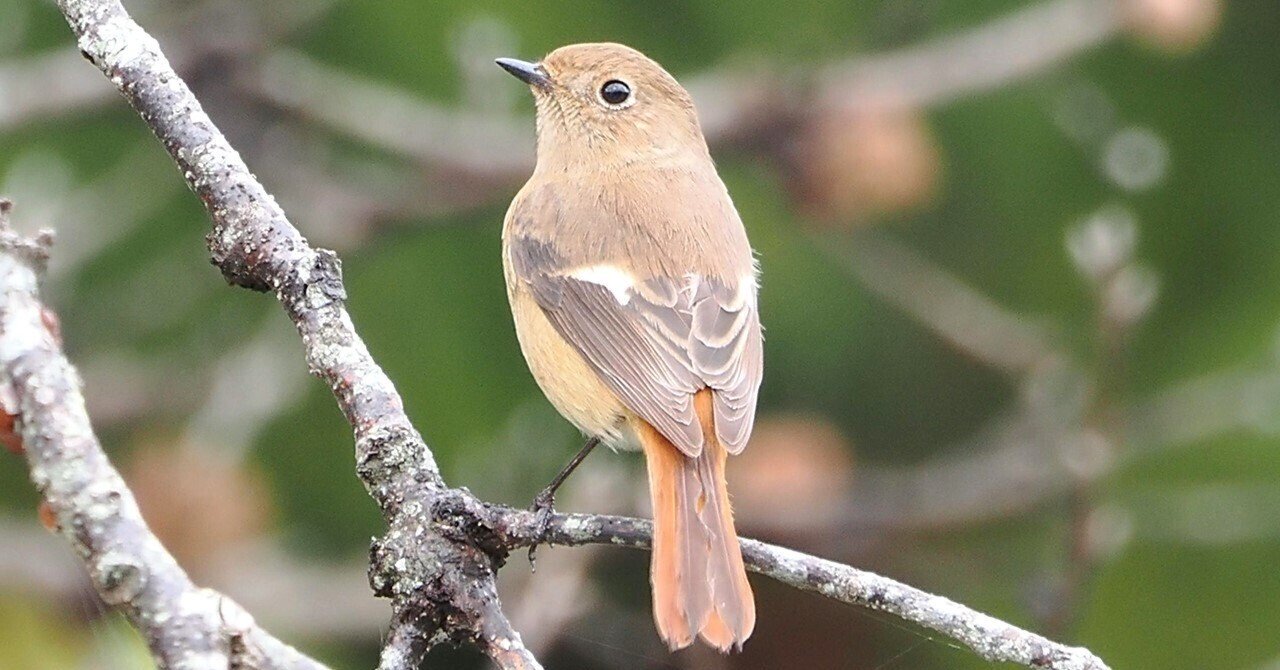 解説！鳥の鳴き声図鑑#017 ～ジョウビタキの魅力に迫る！～｜OM