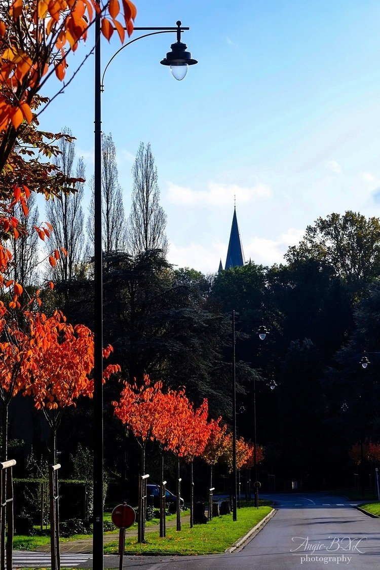 いつもの公園へと向かう道。同じ高さ・同じ形に刈り込まれた街路樹の葉が赤く色づいて、まるで松明が並んでいるよう。