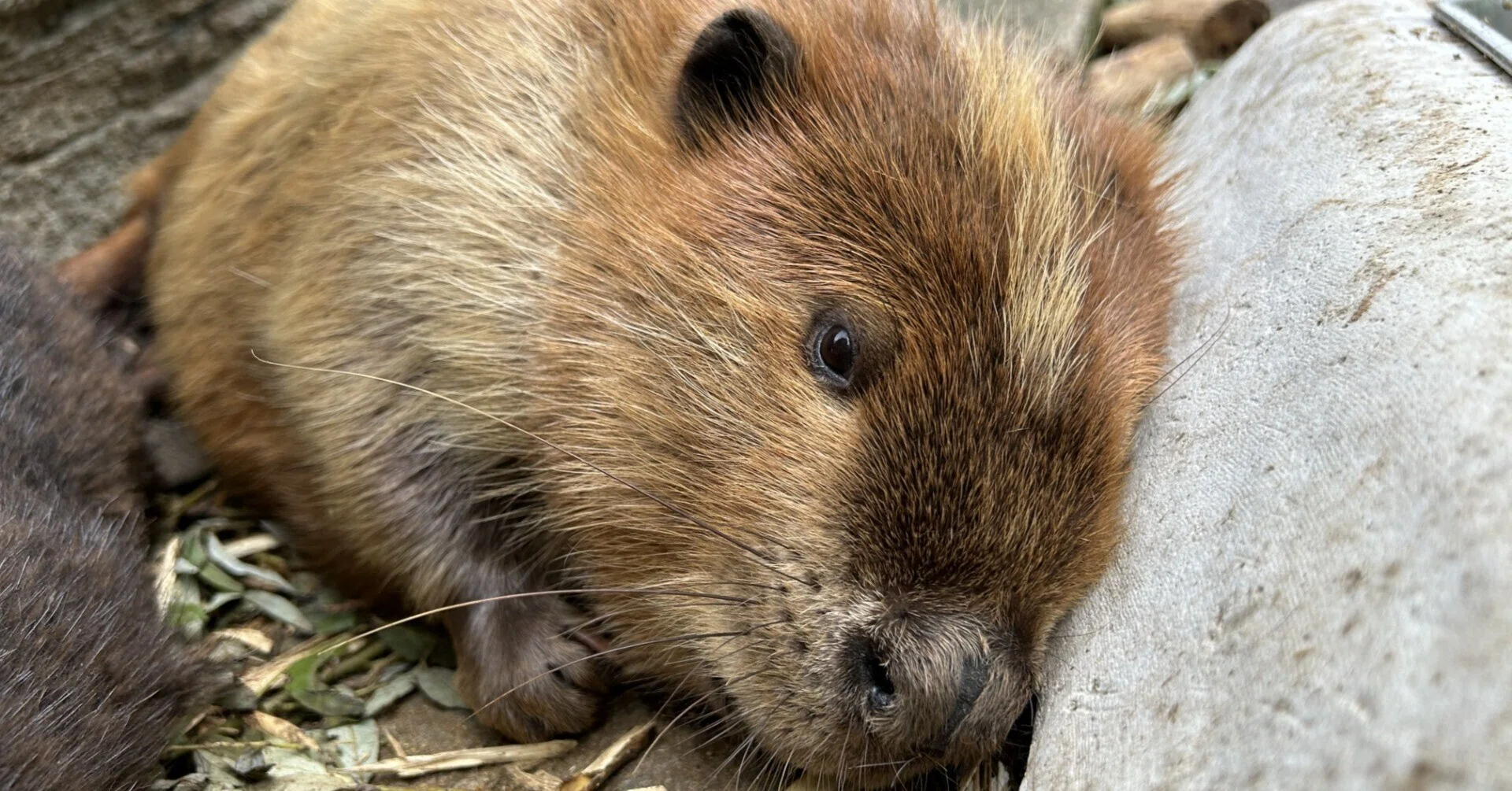 モヒカンビーバー｜仙台うみの杜水族館