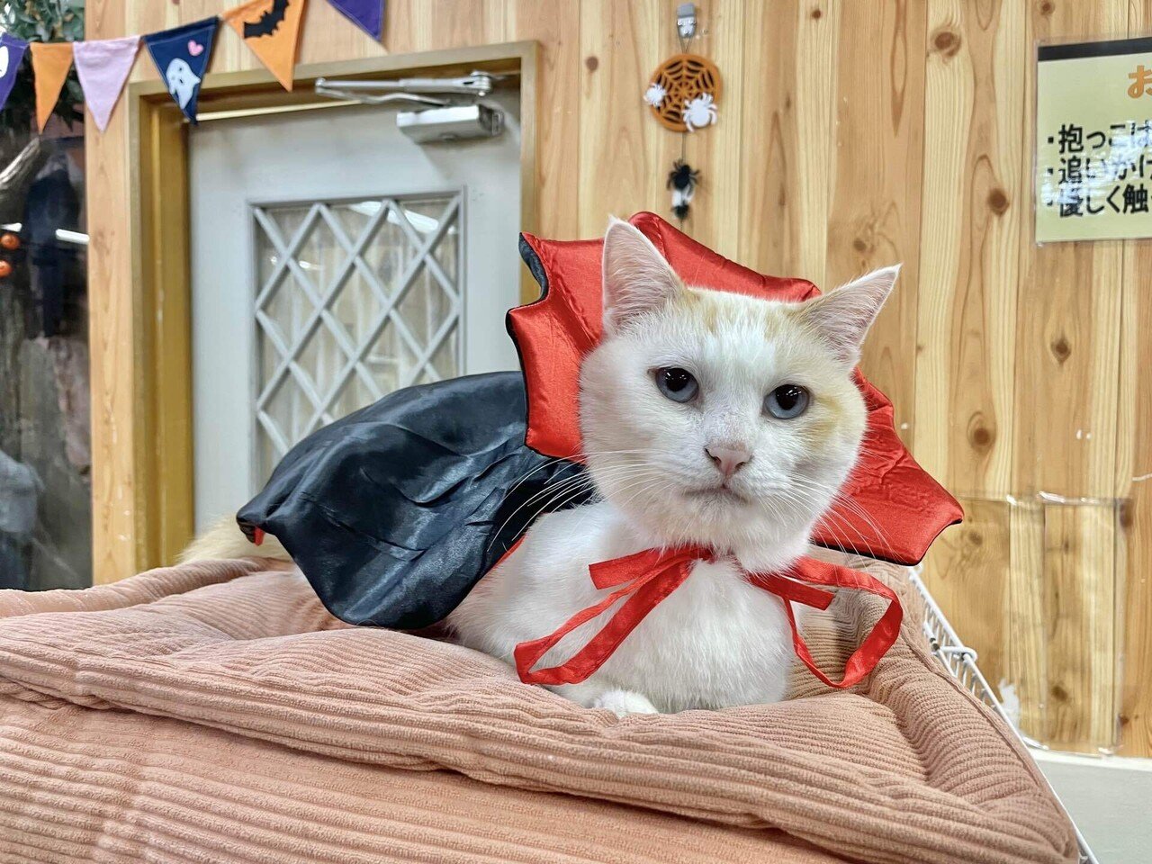 イヌネコ達のHappy halloween👻🎃｜那須どうぶつ王国公式note