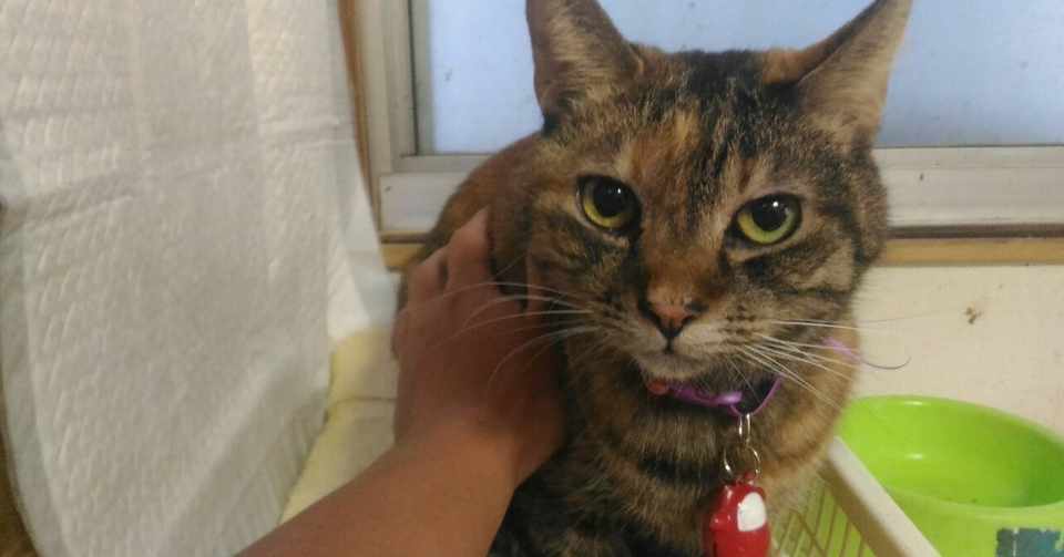 猫は横から触るんじゃ 真田正之 Note