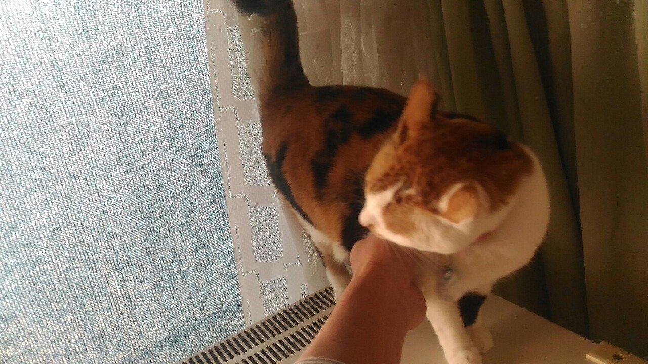 猫は横から触るんじゃ 真田正之 Note