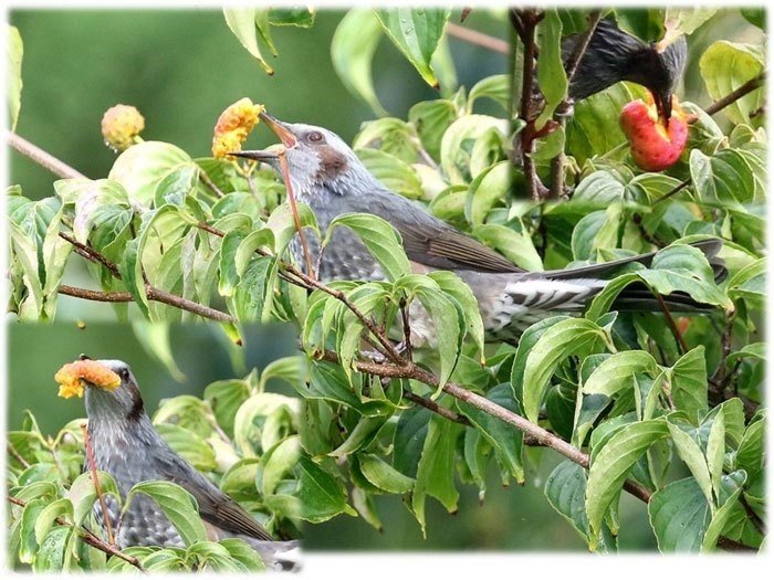 第634回 野鳥の立寄り食堂 民家の庭 翆野 大地 Note 第634回 野鳥の立寄り食堂 民家の庭 翆野 大地 Note