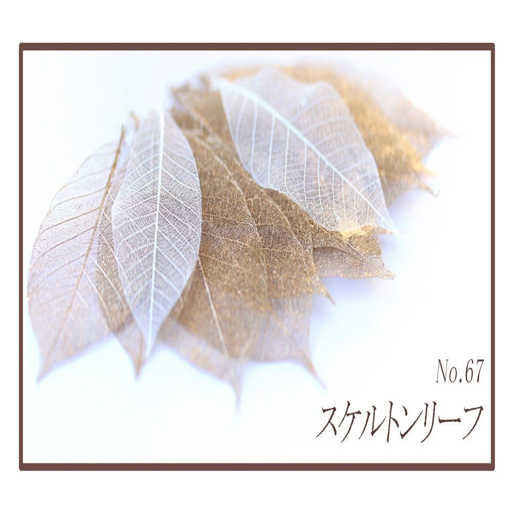 みんなのフォトギャラリー スケルトンリーフ No.67｜ribbon(リボン), image size:1920x1005