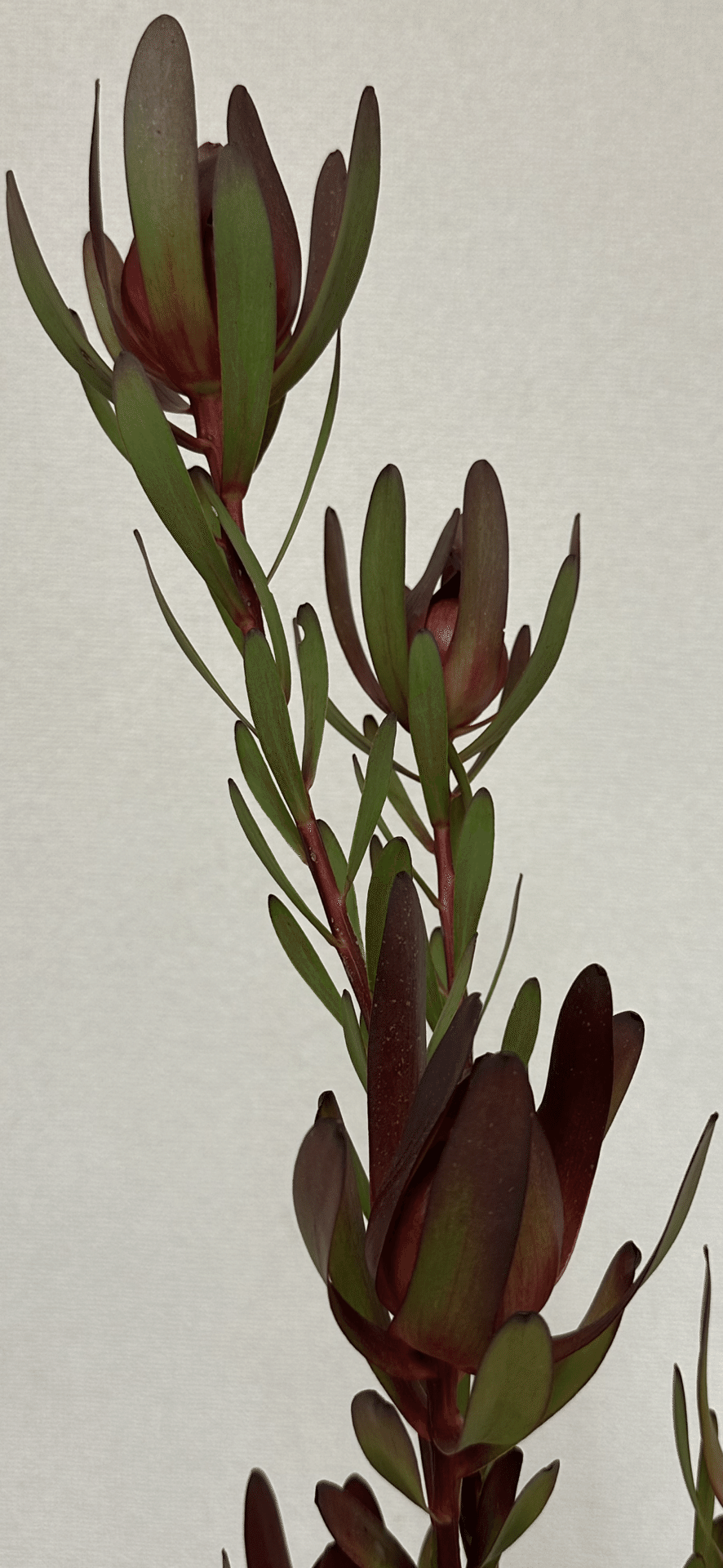 リューカデンドロン 『華道未生流展』で出会った植物たち｜EGGSEED