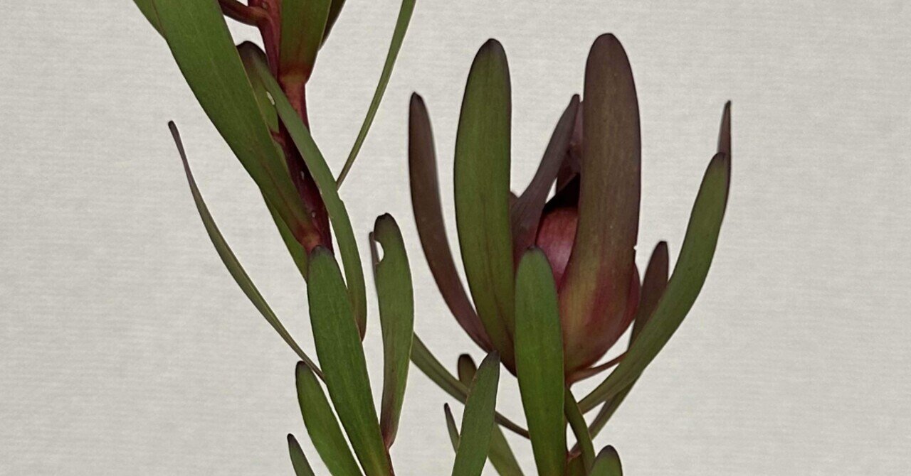 アナベルとルリタマアザミ、エリンジウムのフライングリース　リューカデンドロン アナベルとルリタマアザミ、エリンジウムのフライングリース リューカ